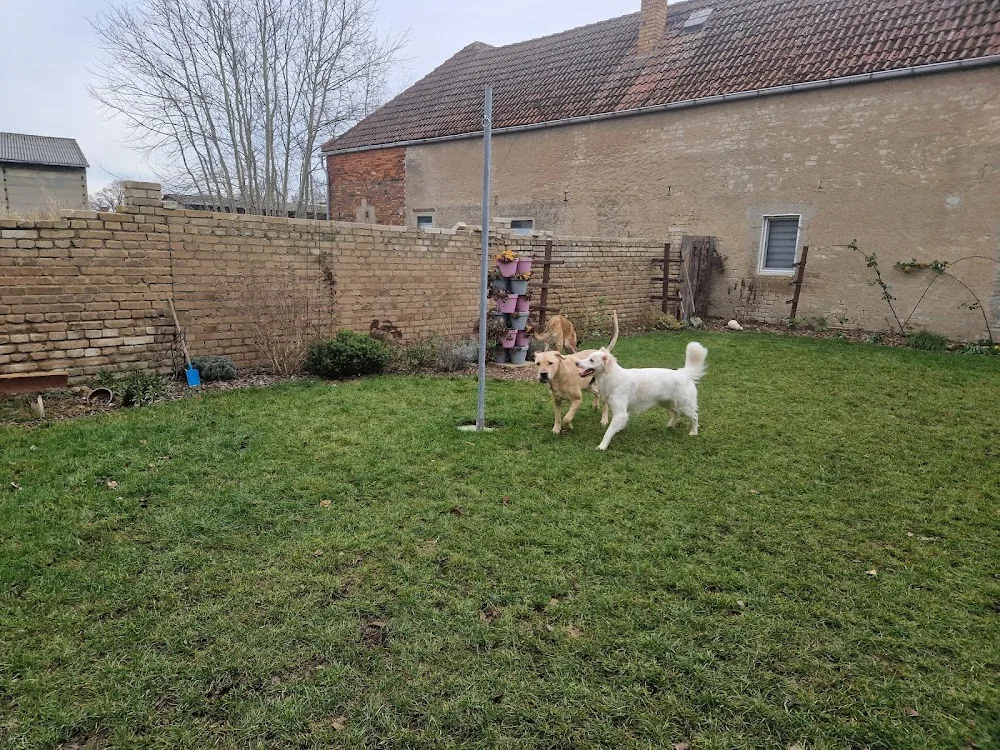 Hunde-Gut Oelsig - Glaubitz pet otel