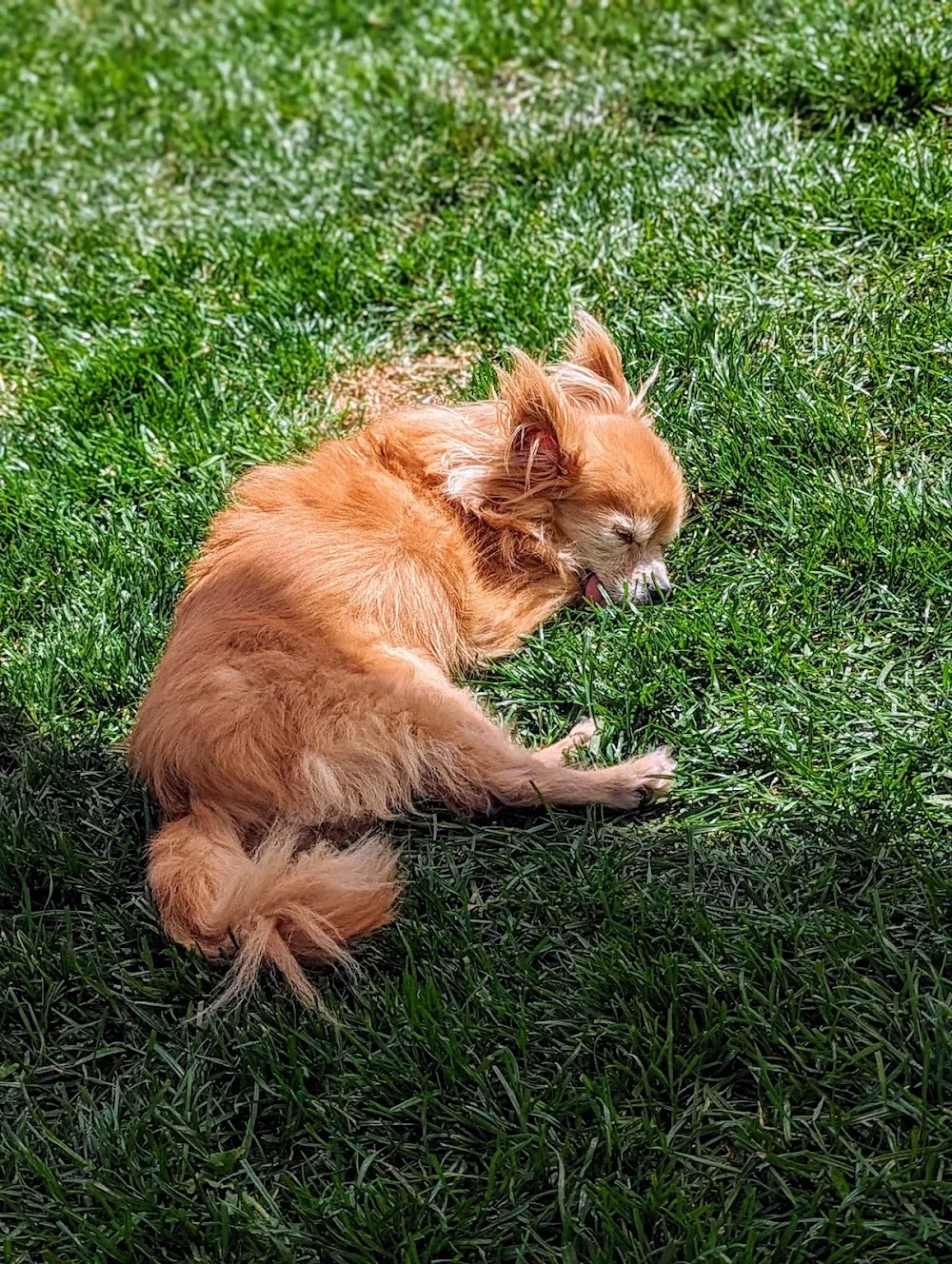 Hunde-Gut Oelsig - Glaubitz pet otel görseli 3