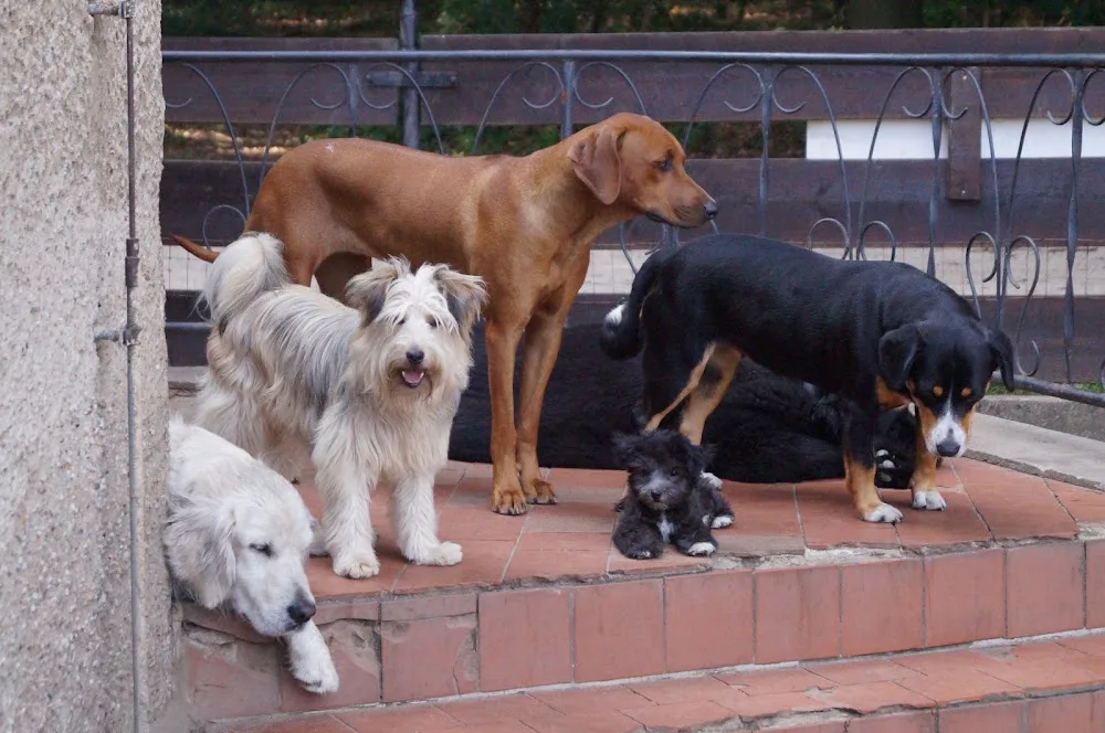 Steffi´s Hundewelt - Glaubitz pet otel