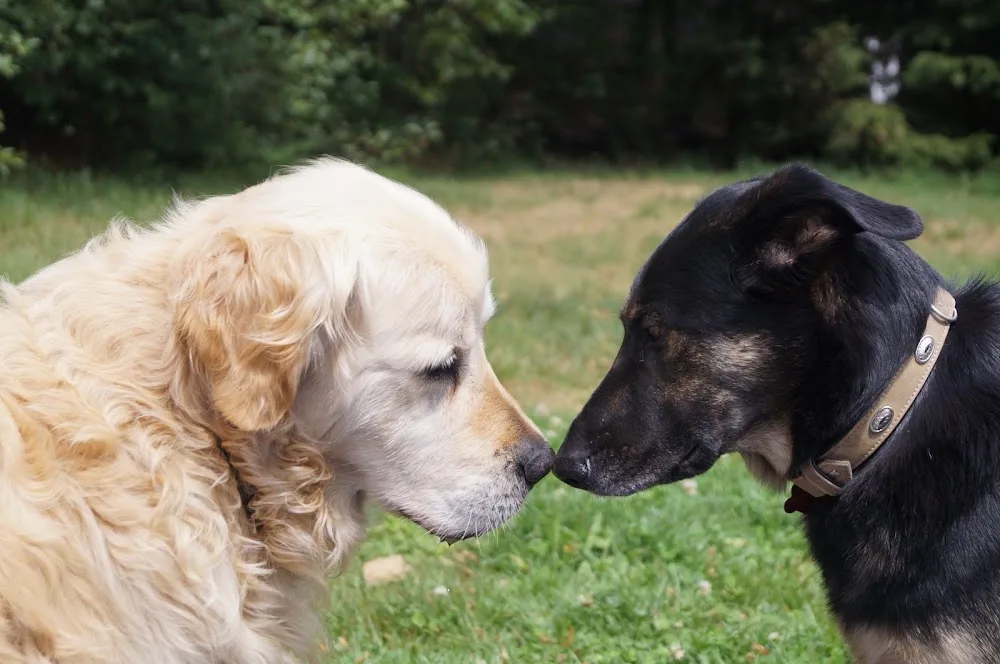 Steffi´s Hundewelt - Glaubitz pet otel görseli 3