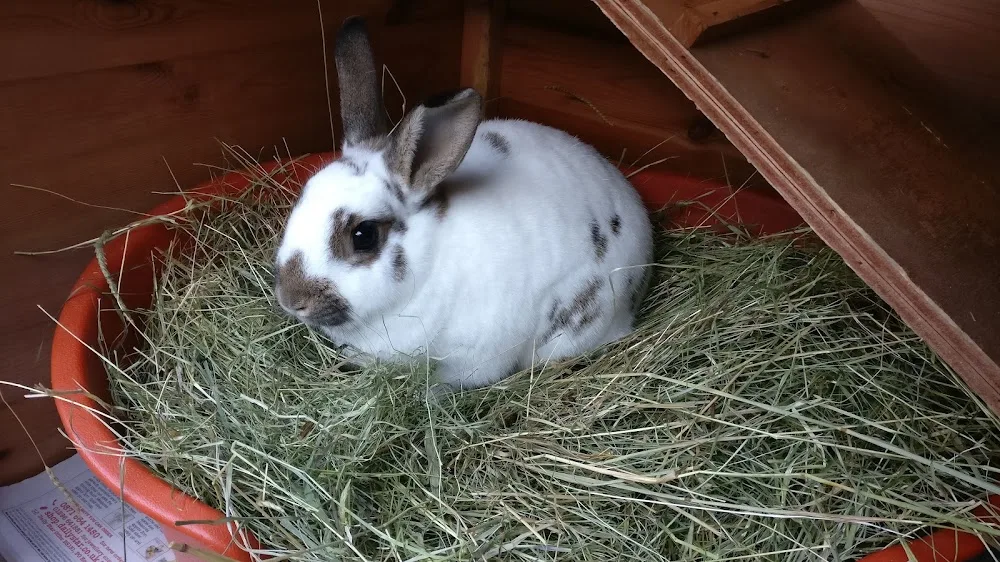 Blackberry Boarding - Gloucestershire pet otel