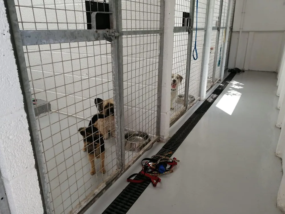 Churchdown Cattery & Kennels - Gloucestershire pet otel görseli 3