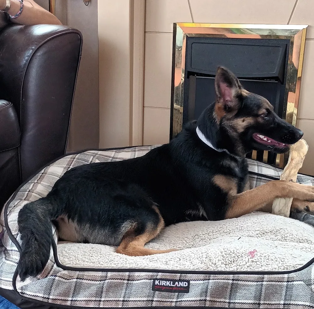 Country Kennels & Cattery - Gloucestershire pet otel