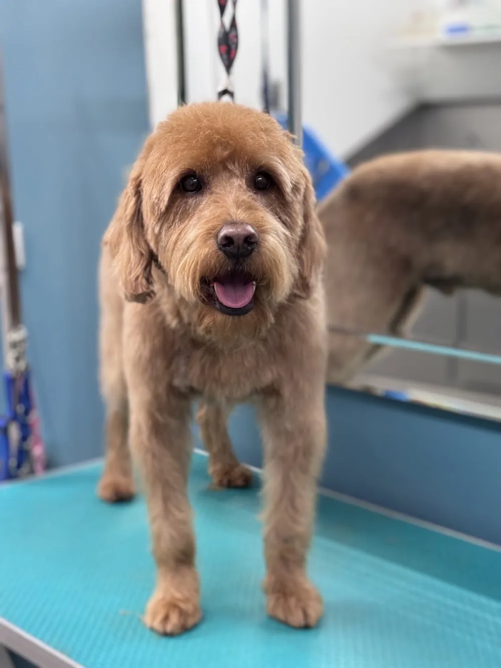 Doggylicious - Dog & Cat Grooming and Home Boarding - Gloucestershire pet otel görseli 3