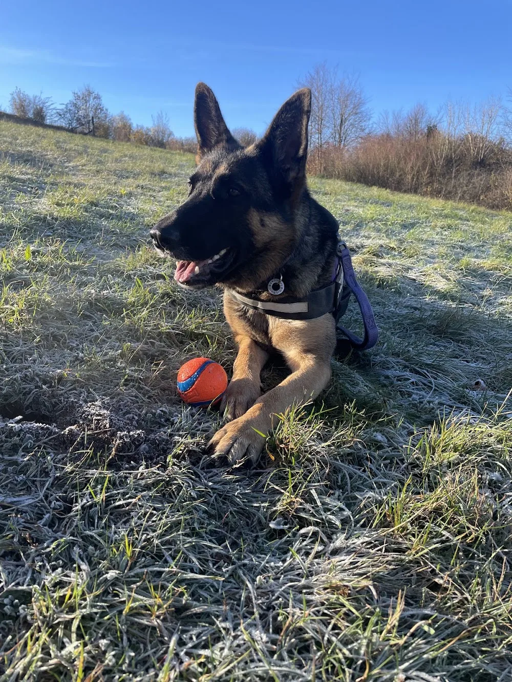 Elm View Kennels & Cattery - Gloucestershire pet otel