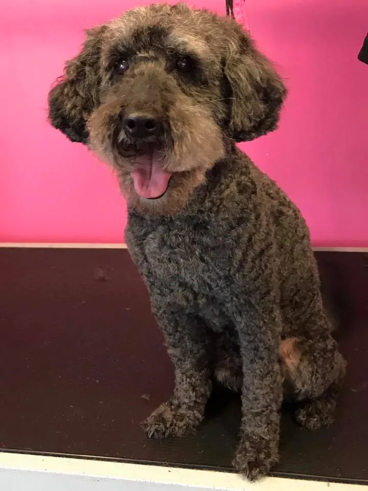 Hattie's Dog Boarding - Gloucestershire pet otel