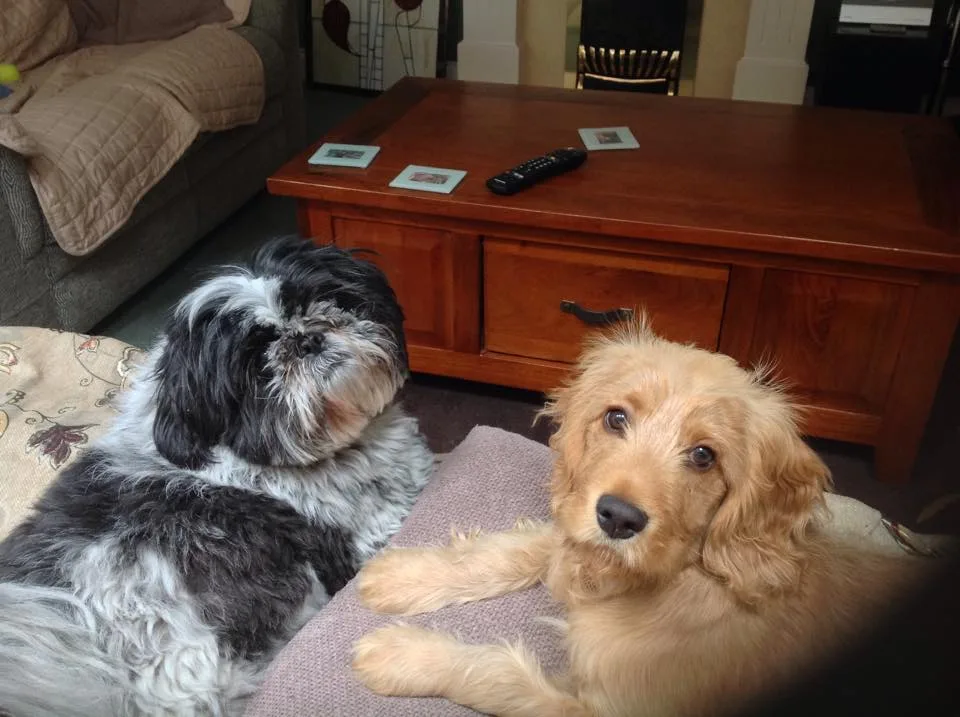 Holidays4Dogs Gloucestershire - Gloucestershire pet otel görseli 3