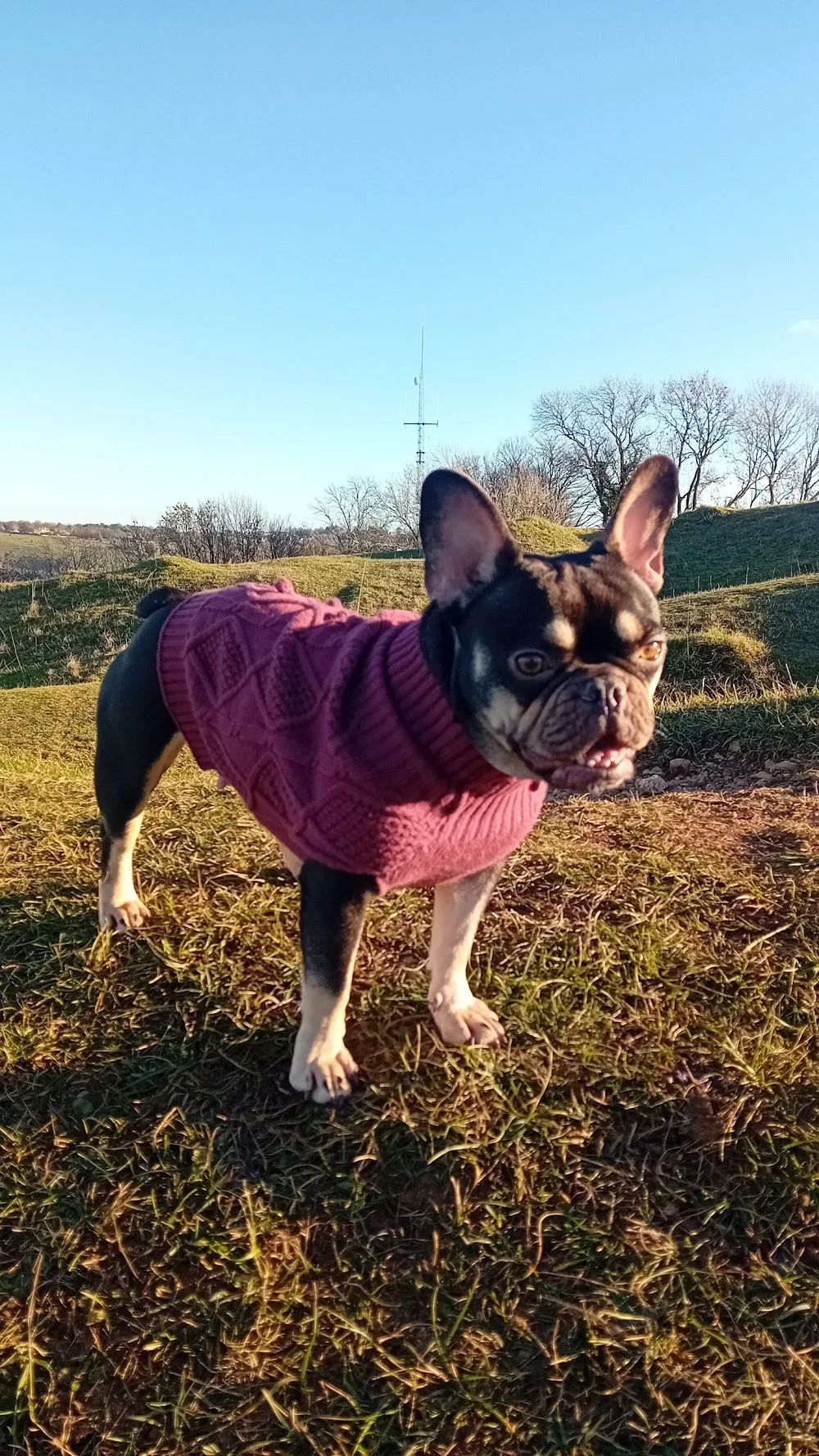 Skaiteshill Kennels - Gloucestershire pet otel görseli 3