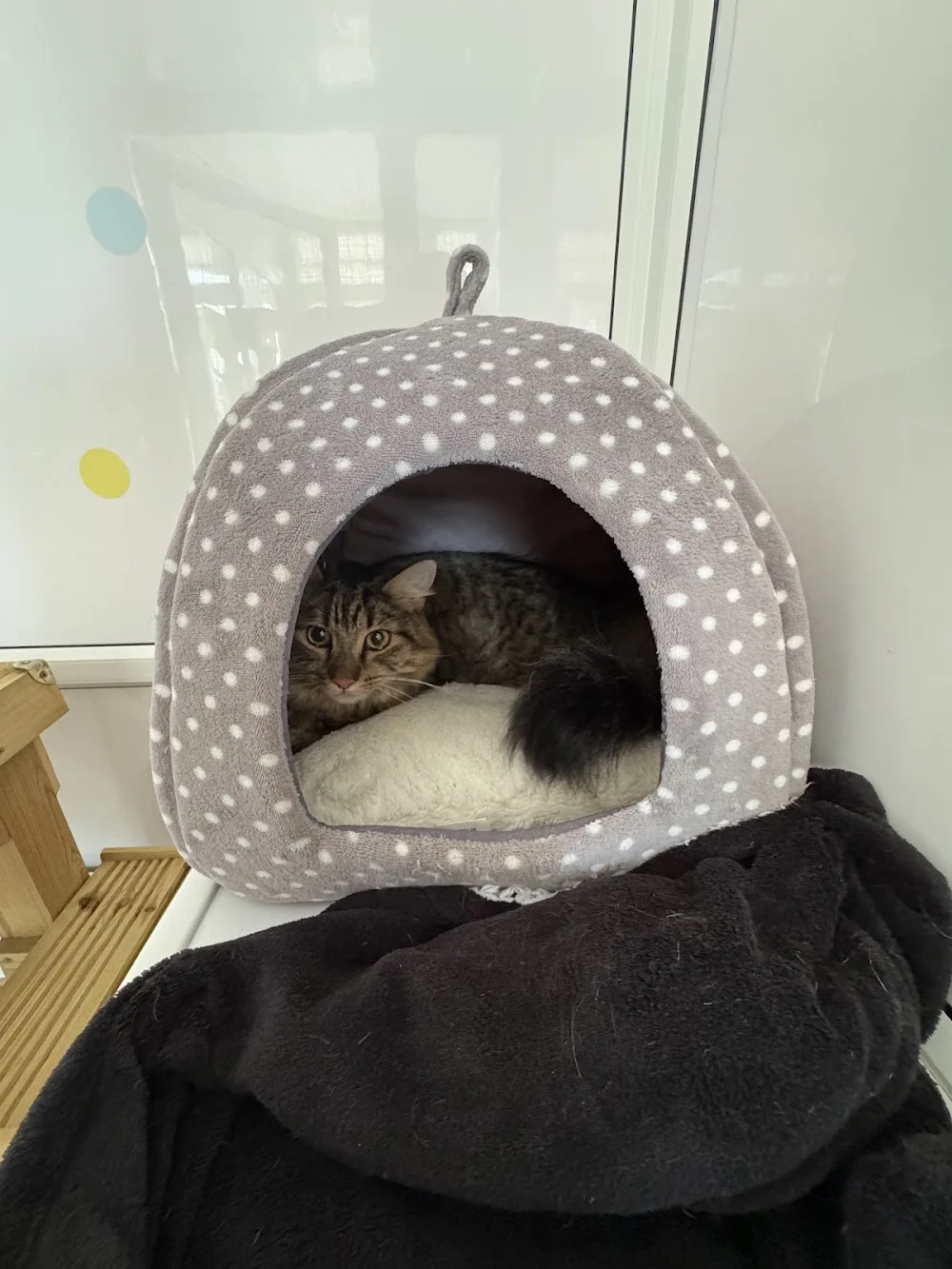 thecatnap - Gloucestershire pet otel görseli 2
