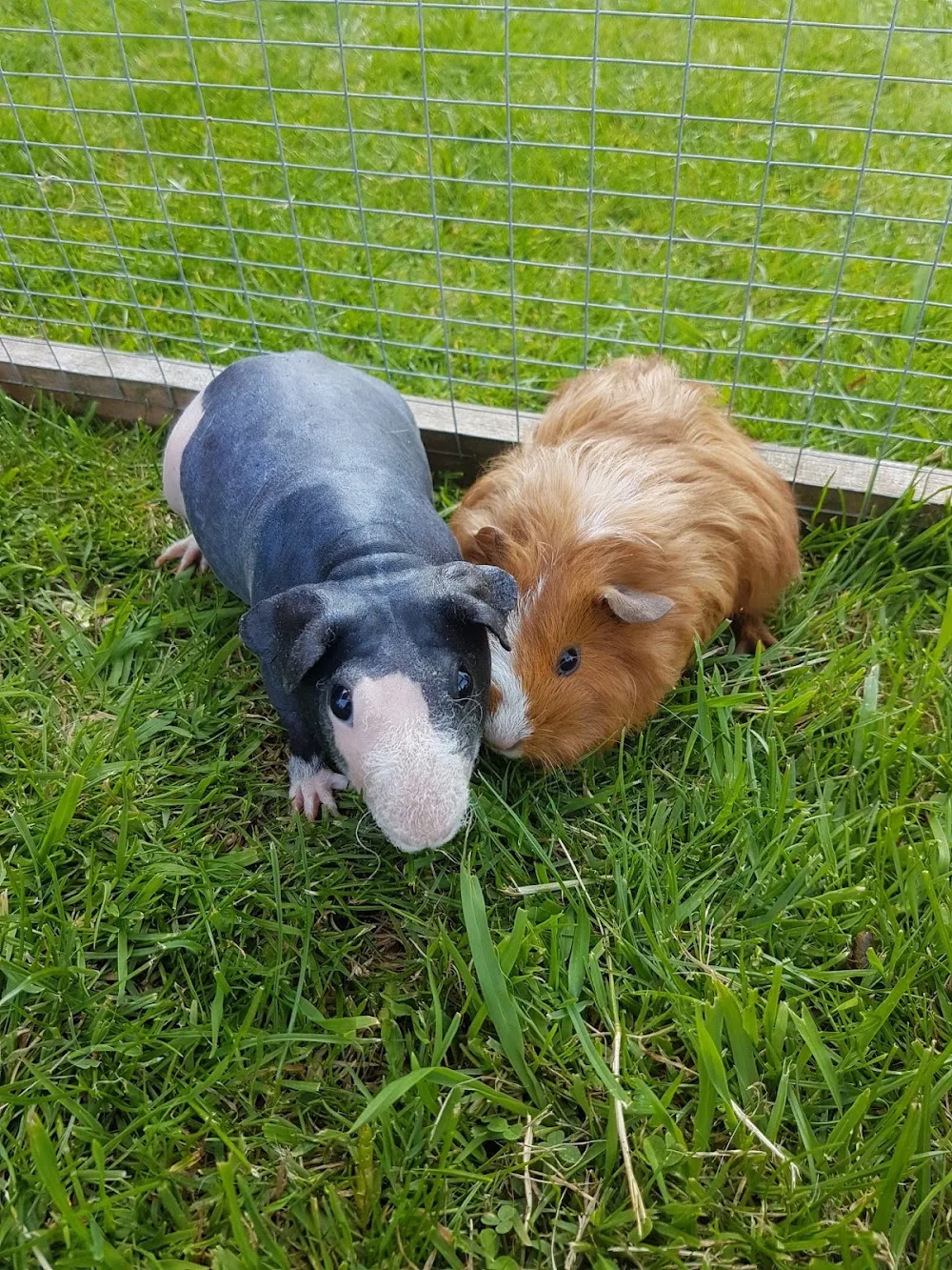 Tiny Paws Holidays - Gloucestershire pet otel görseli 3