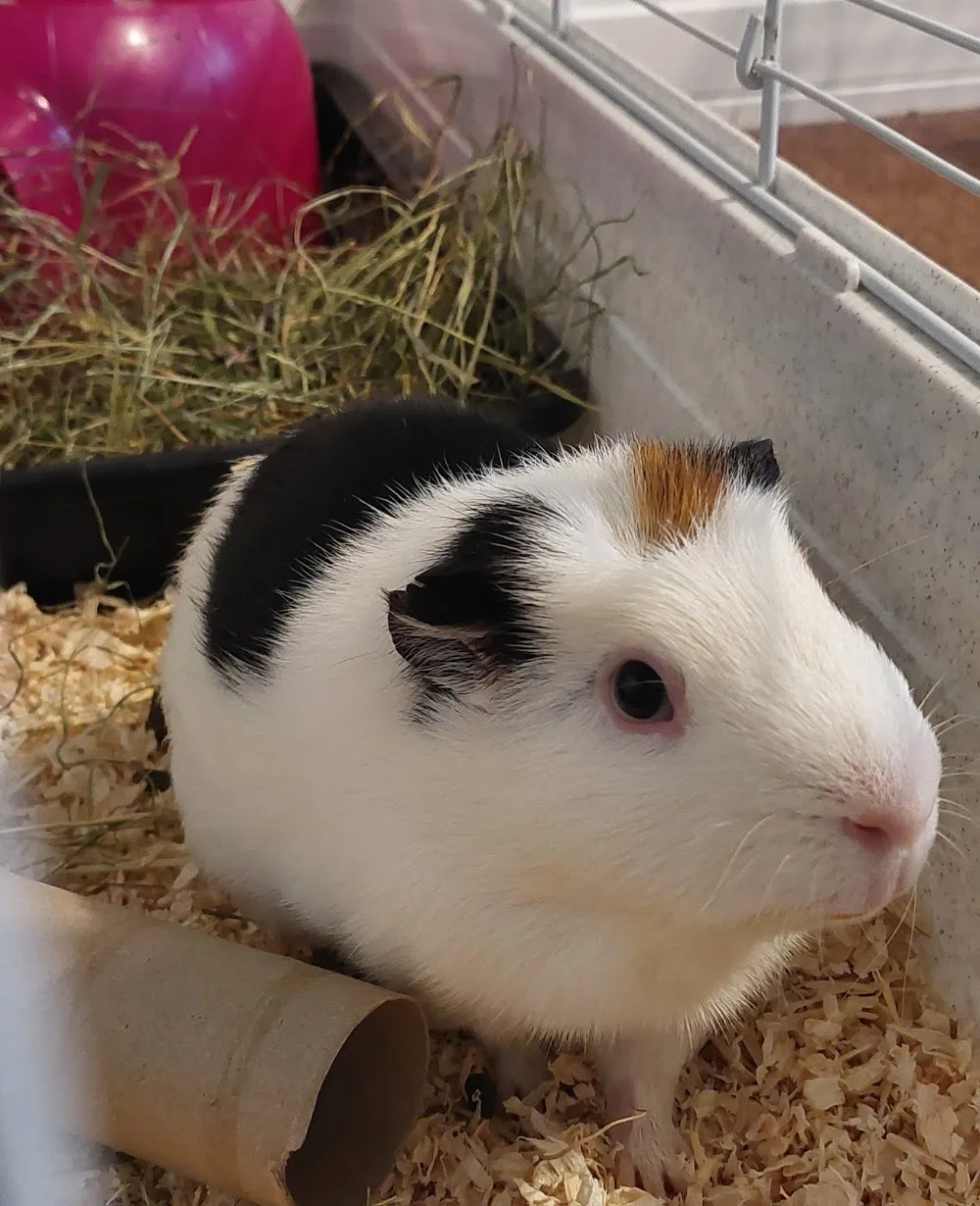 Tiny Toes Boarding. Indoor boarding for Animals - Gloucestershire pet otel görseli 3