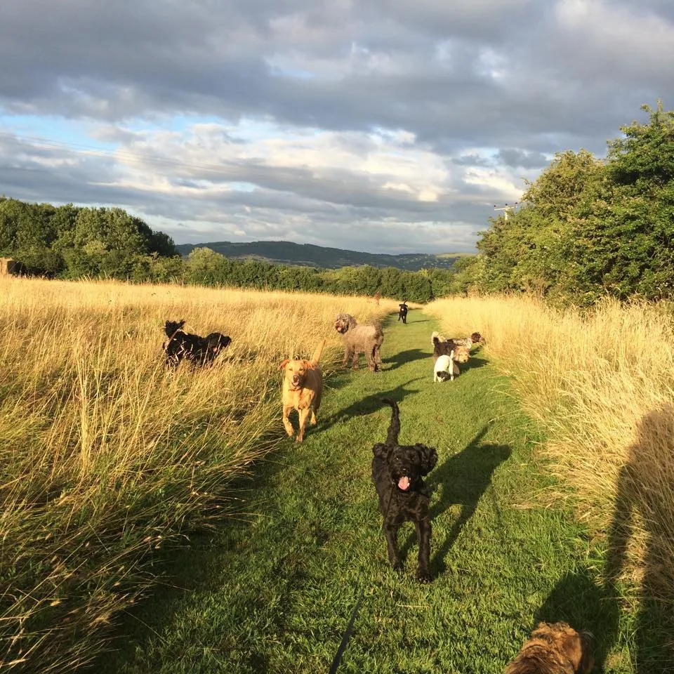 Waterloo Kennels - Gloucestershire pet otel görseli 2