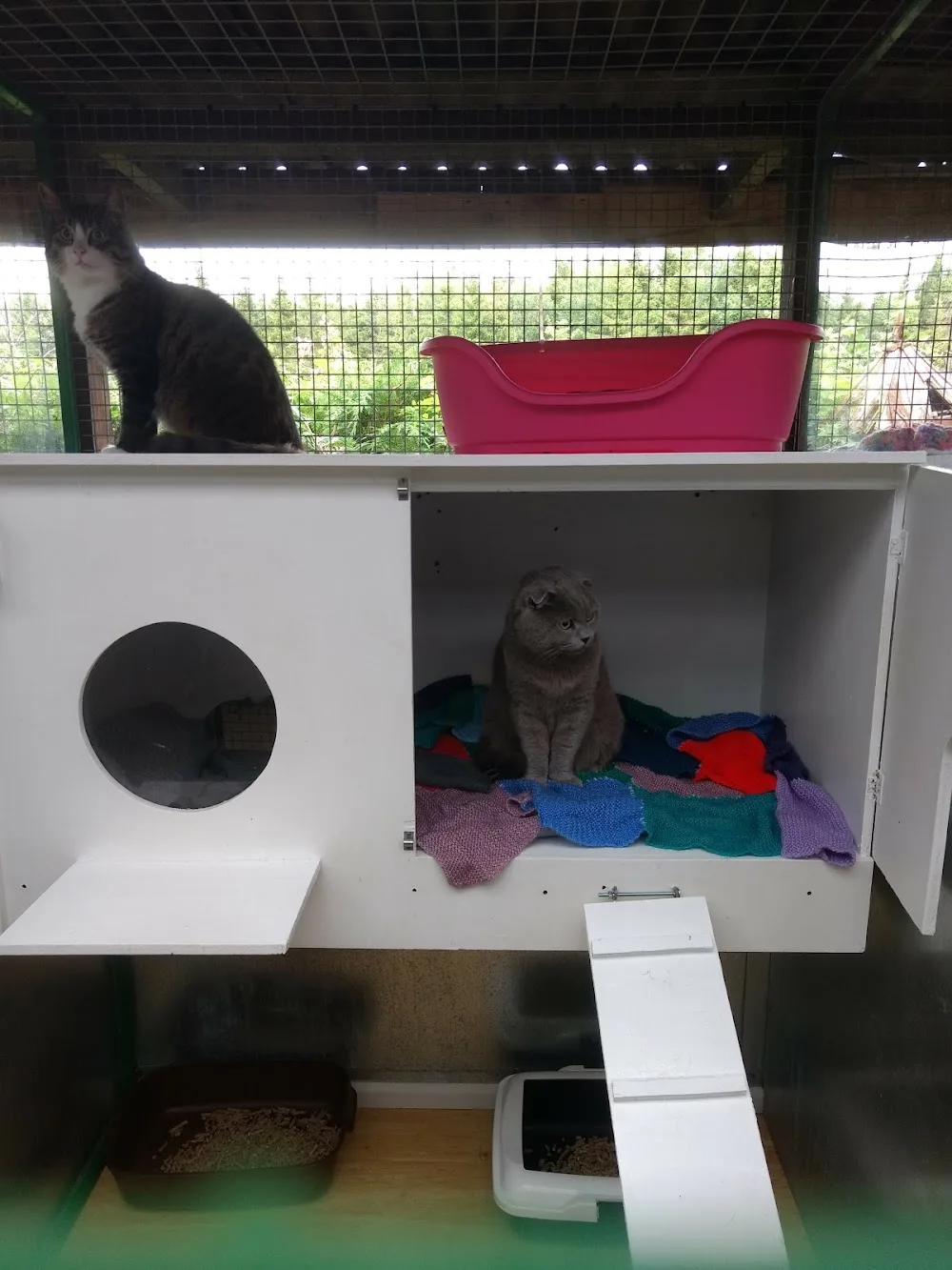 Banstead Boarding Cattery - Godstone pet otel