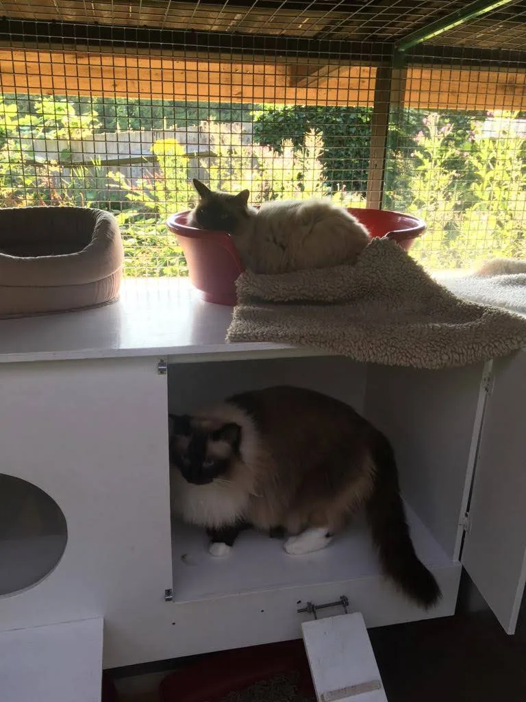Banstead Boarding Cattery - Godstone pet otel görseli 3