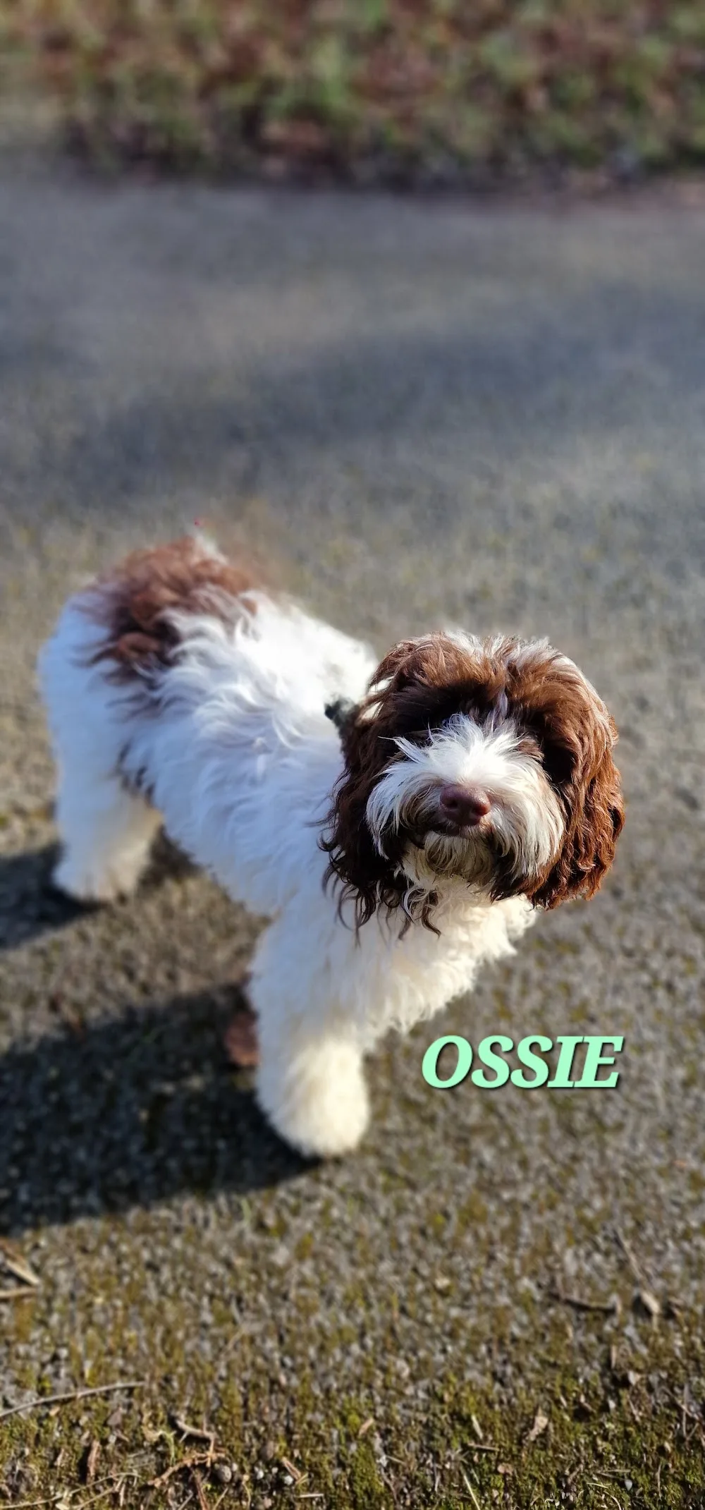 Doggy Day and Nightcare - Godstone pet otel