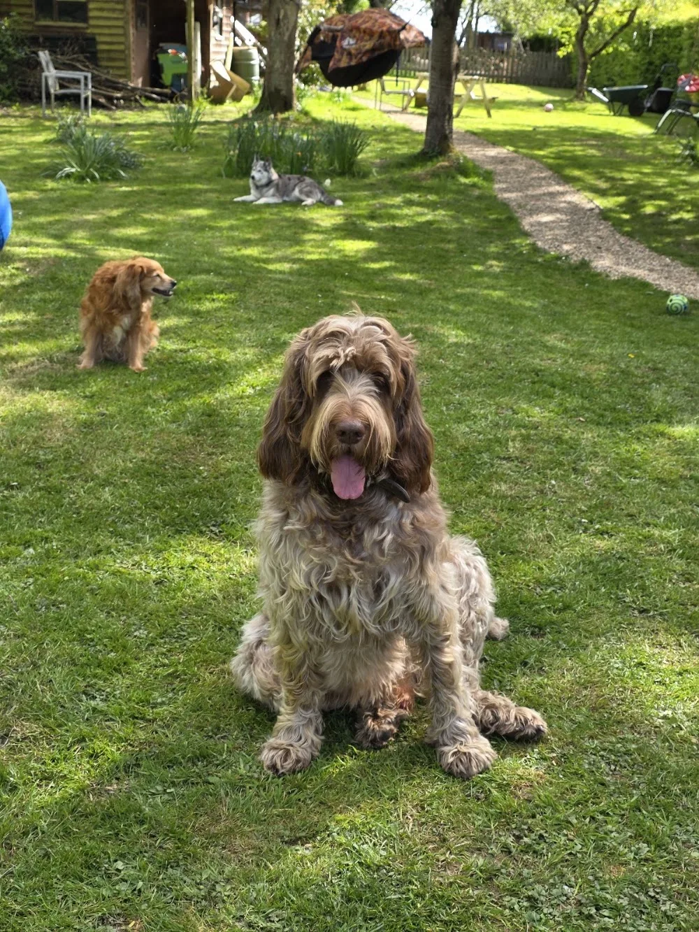 Doggy Day and Nightcare - Godstone pet otel görseli 3