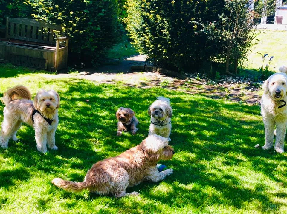 Doodledooz Dog Walking, Boarding, Daycare Oxted - Godstone pet otel