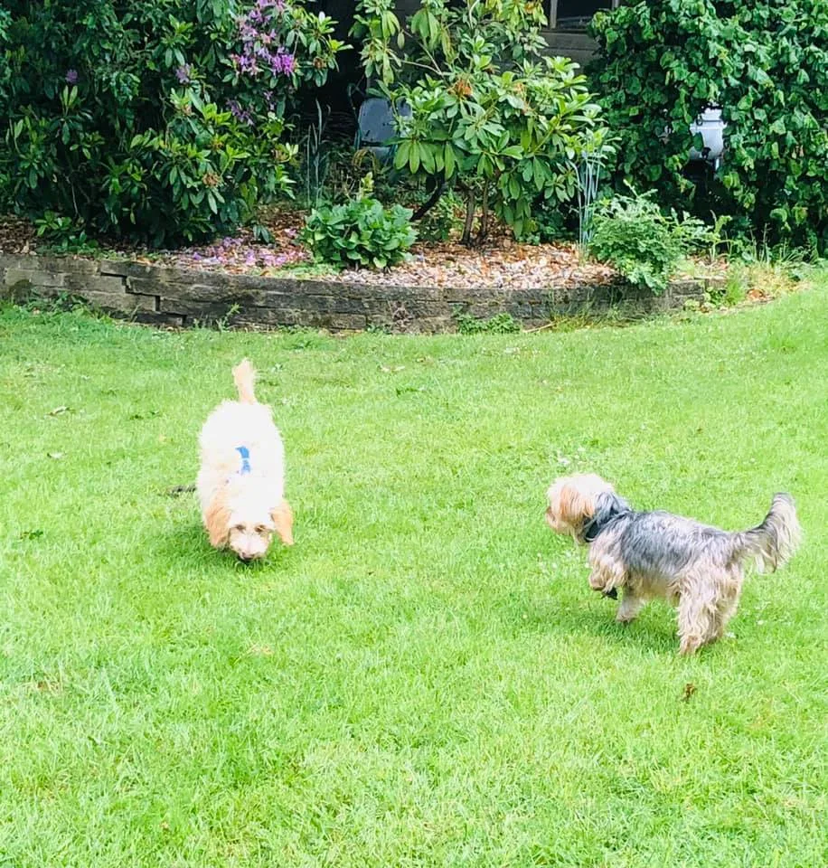 Doodledooz Dog Walking, Boarding, Daycare Oxted - Godstone pet otel görseli 3