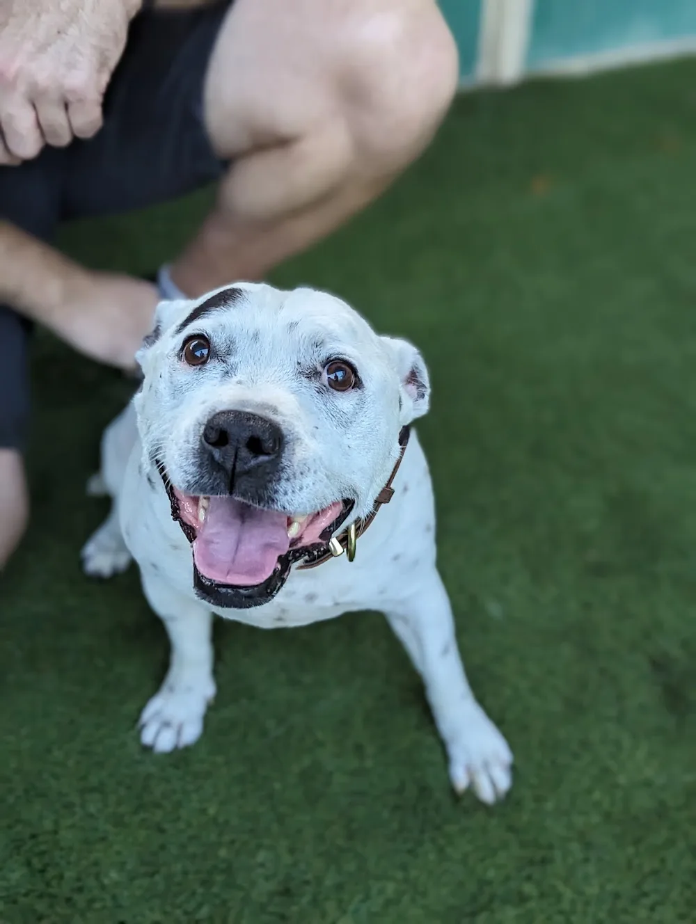 Abbeyards Boarding Kennels & Cattery - Gold Coast pet otel