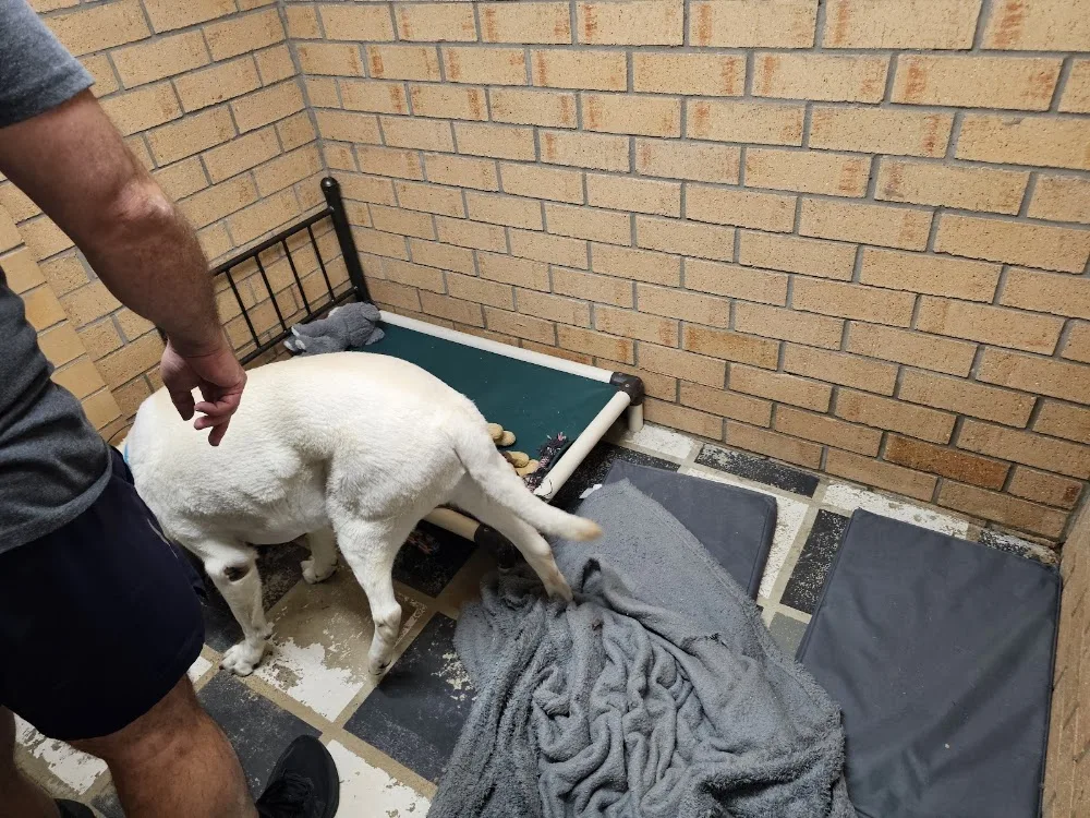Beenleigh Pet Motel - Gold Coast pet otel görseli 9