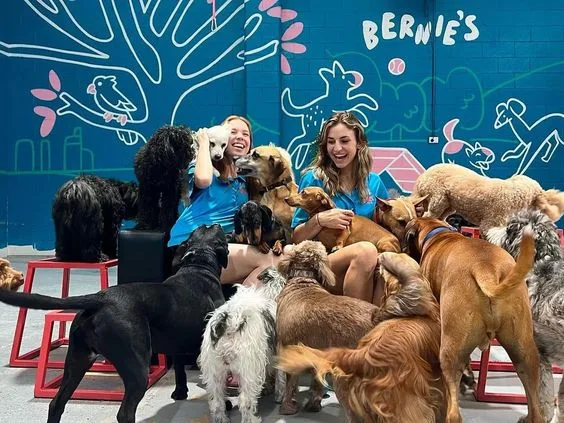 Bernie’s Backyard Doggy Daycare - Gold Coast pet otel görseli 2