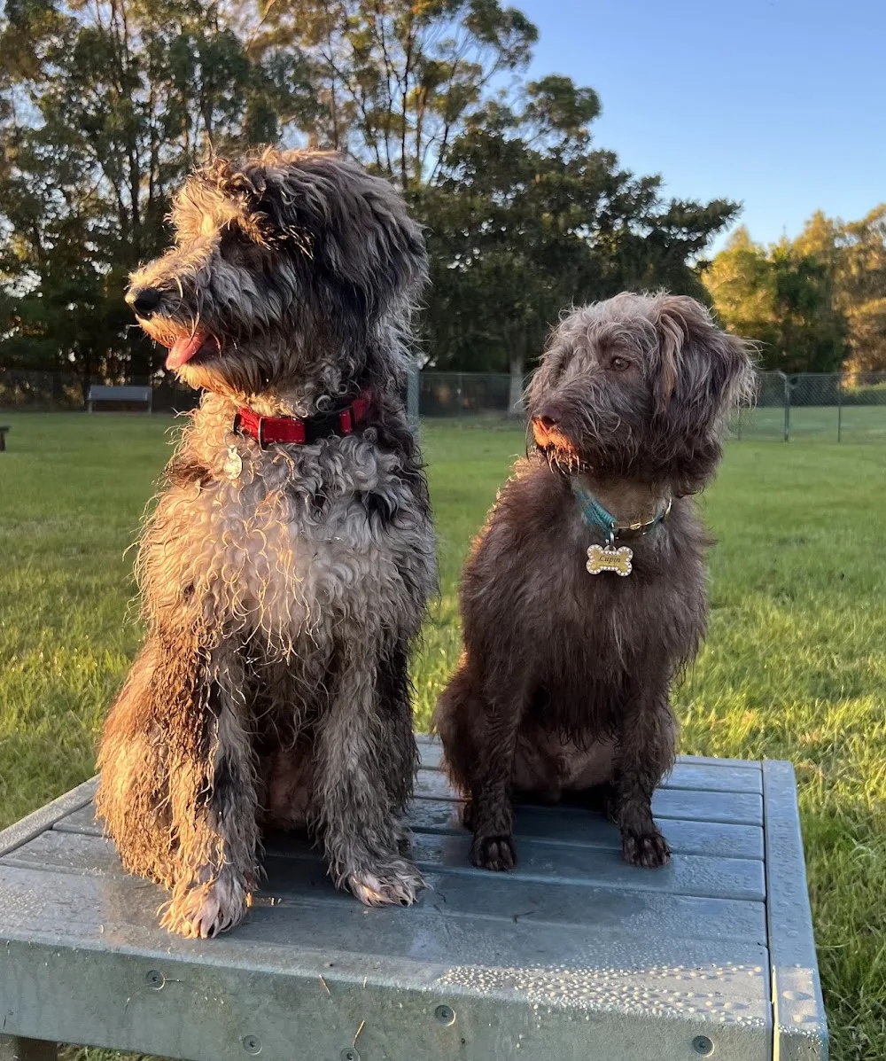 Bernie’s Backyard Doggy Daycare - Gold Coast pet otel görseli 3