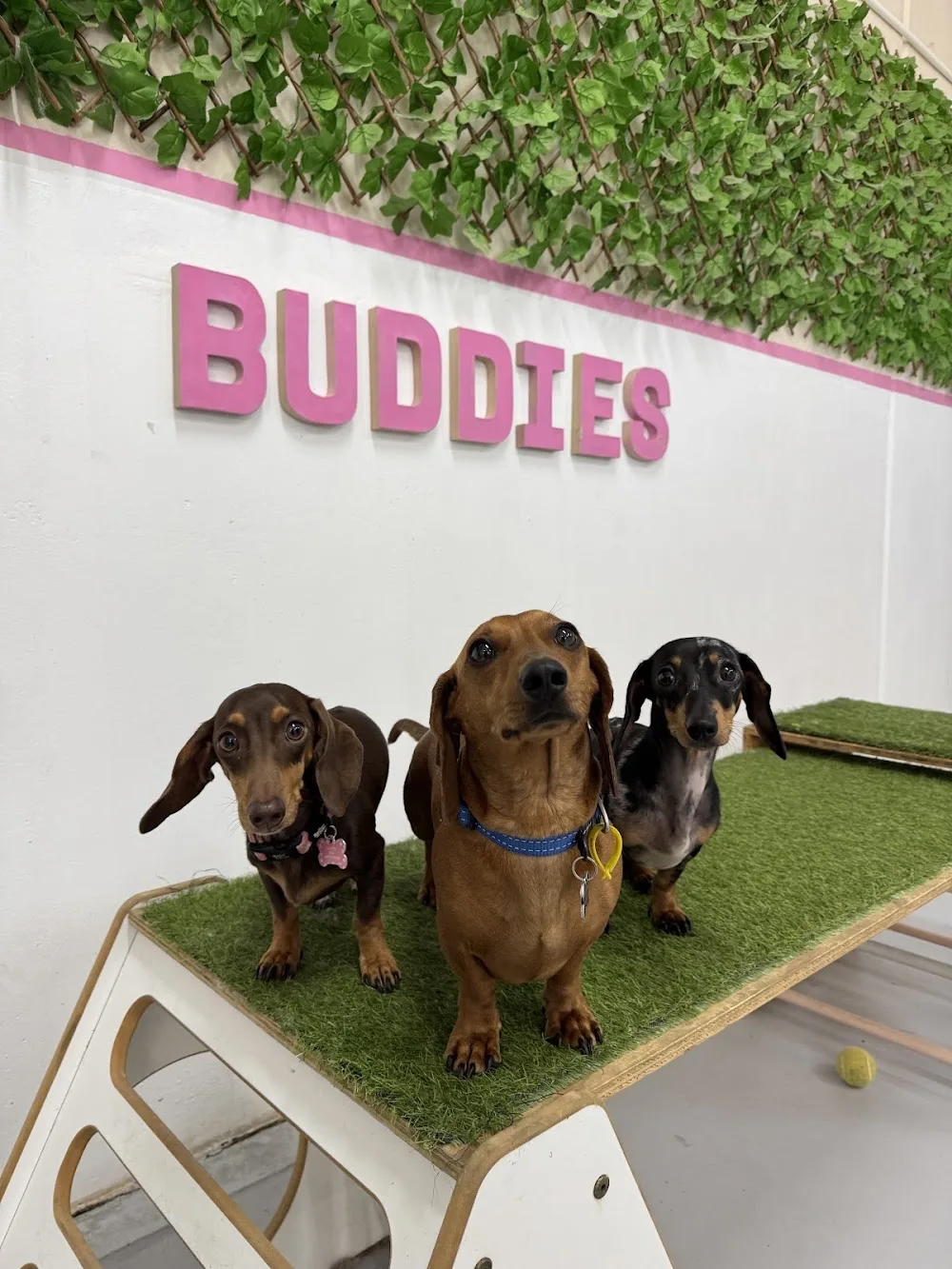 Buddies Doggy Daycare - Gold Coast pet otel görseli 2