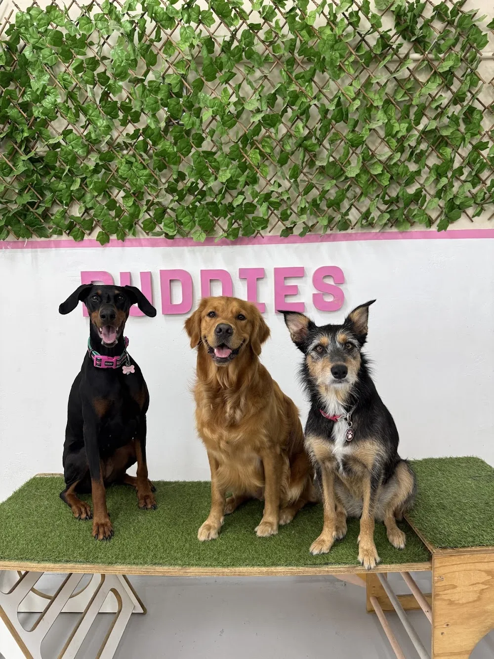 Buddies Doggy Daycare - Gold Coast pet otel görseli 3