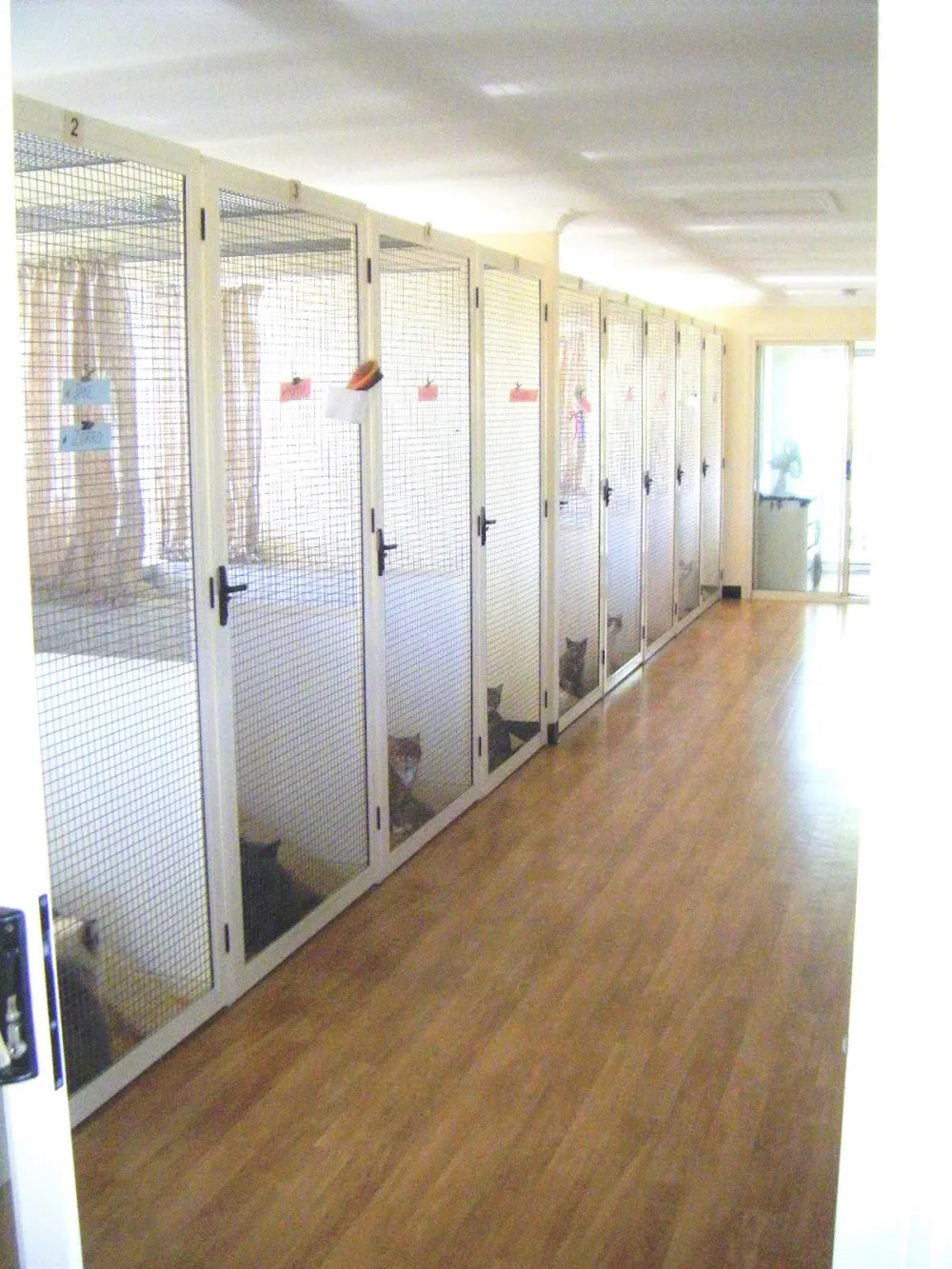 Carmichaels Cattery - Gold Coast pet otel