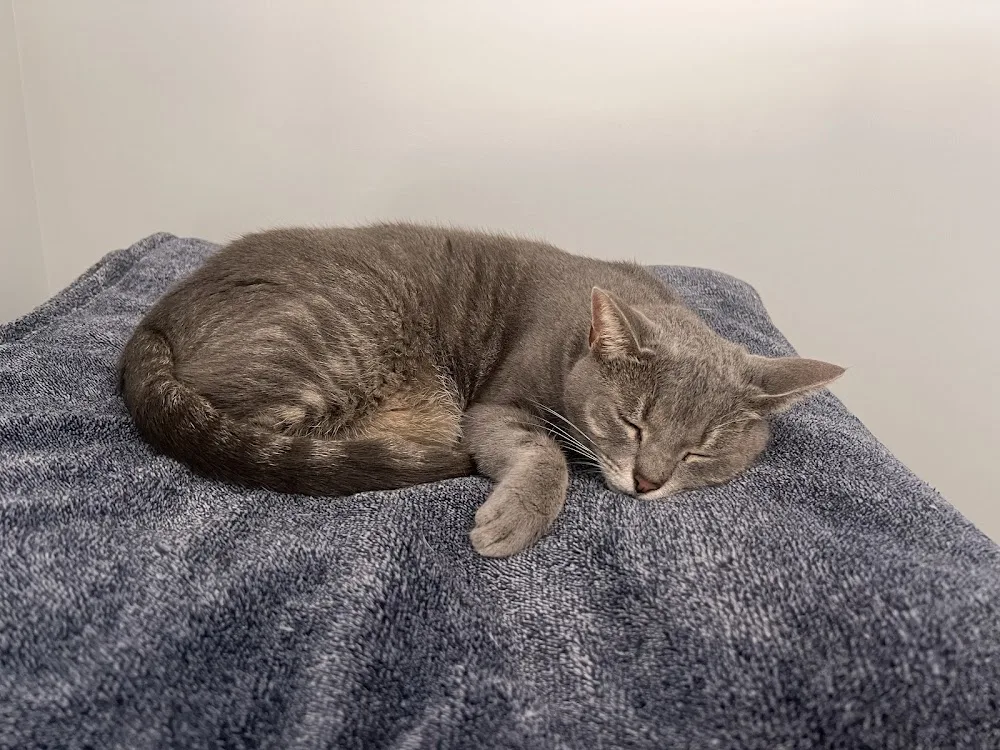 Castle Cat Resort - Gold Coast pet otel