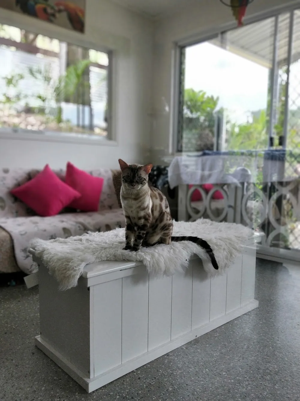 Cats in the Cradle Cattery - Gold Coast pet otel