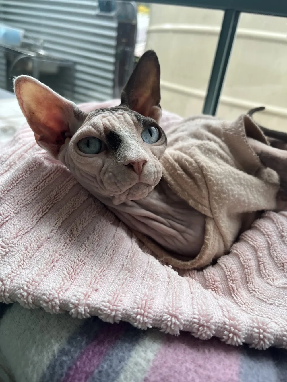 Cats in the Cradle Cattery - Gold Coast pet otel görseli 3