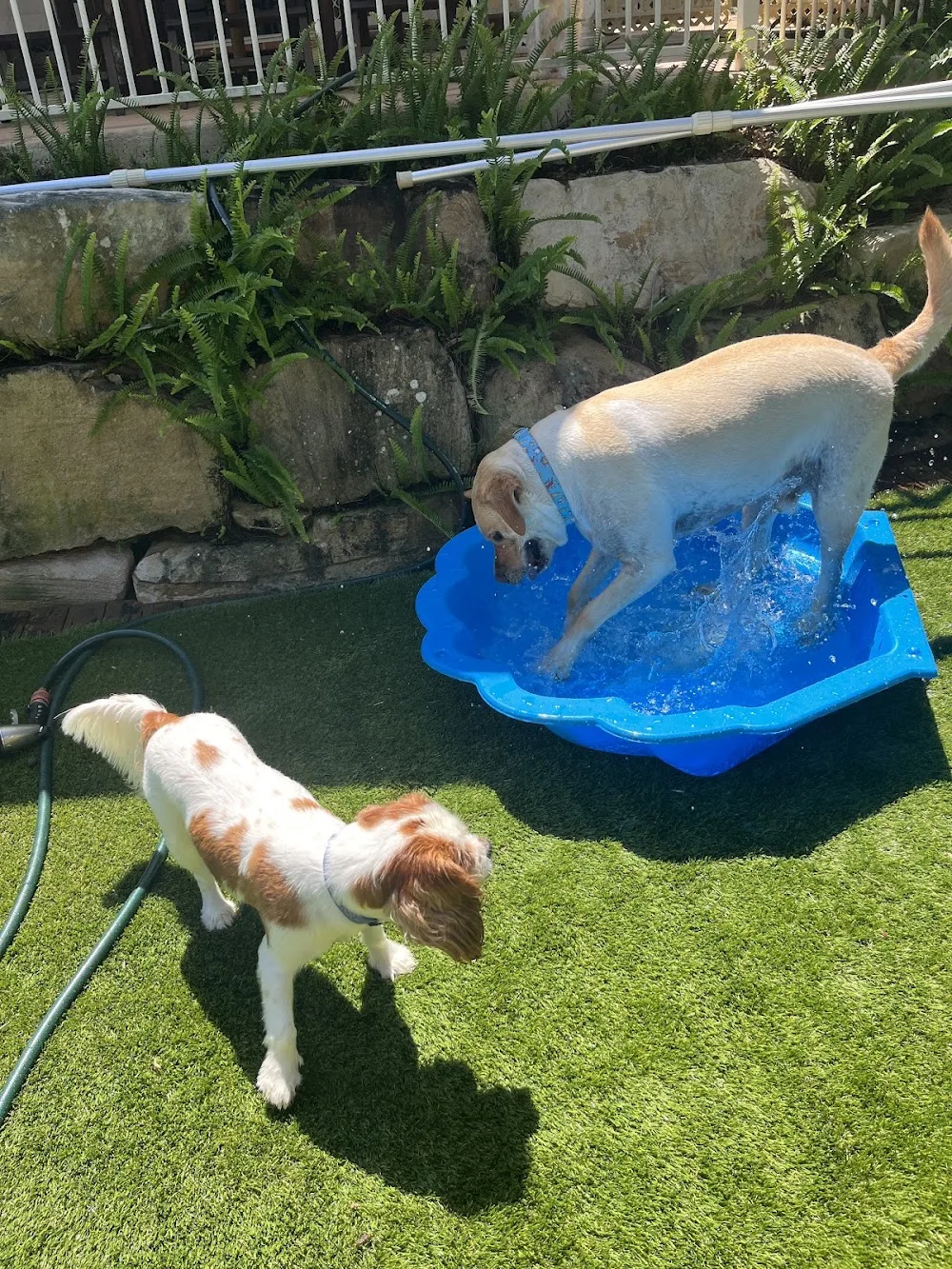 Doggie Homestayz - Gold Coast pet otel görseli 2