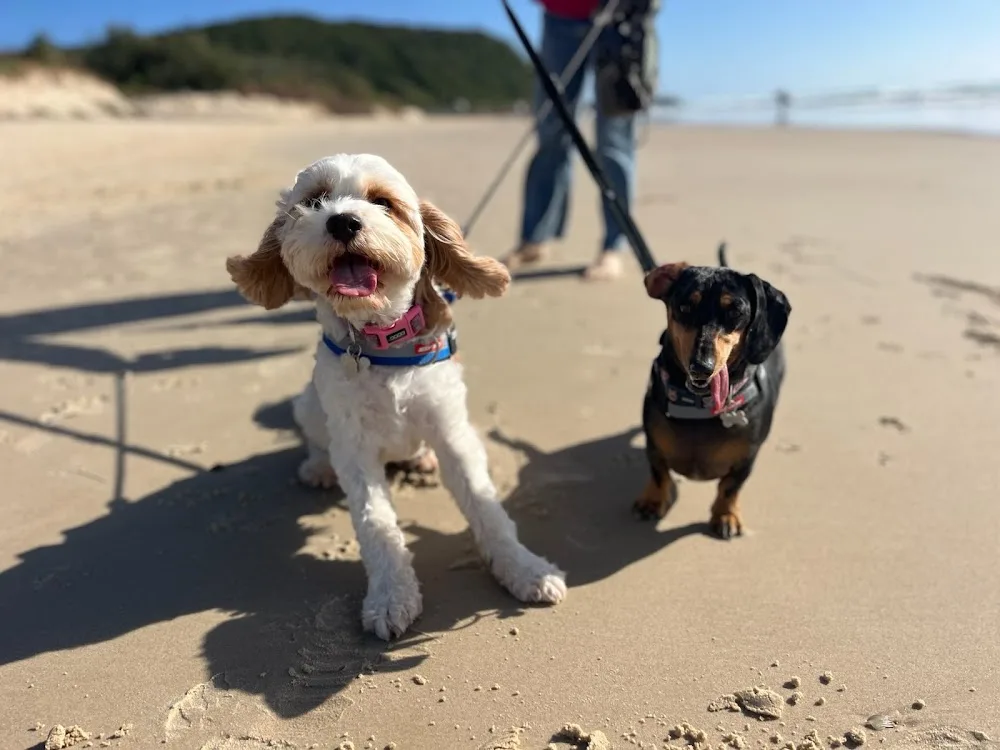 Doggie Homestayz - Gold Coast pet otel görseli 7