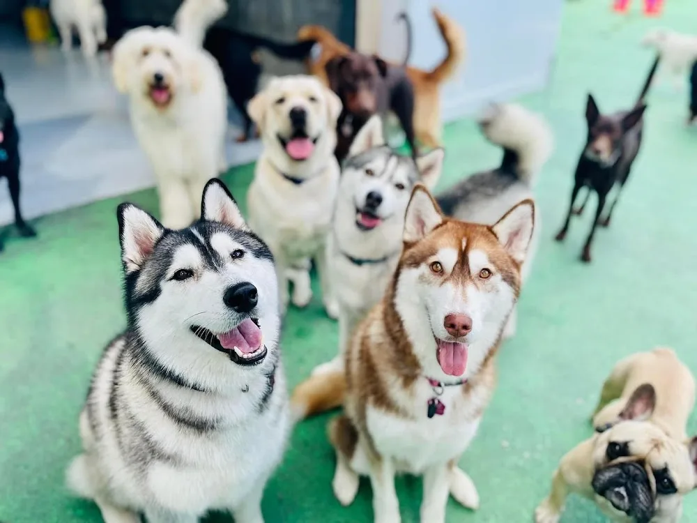 Fetch 'n' Fun Wellness and Daycare - Gold Coast pet otel görseli 2