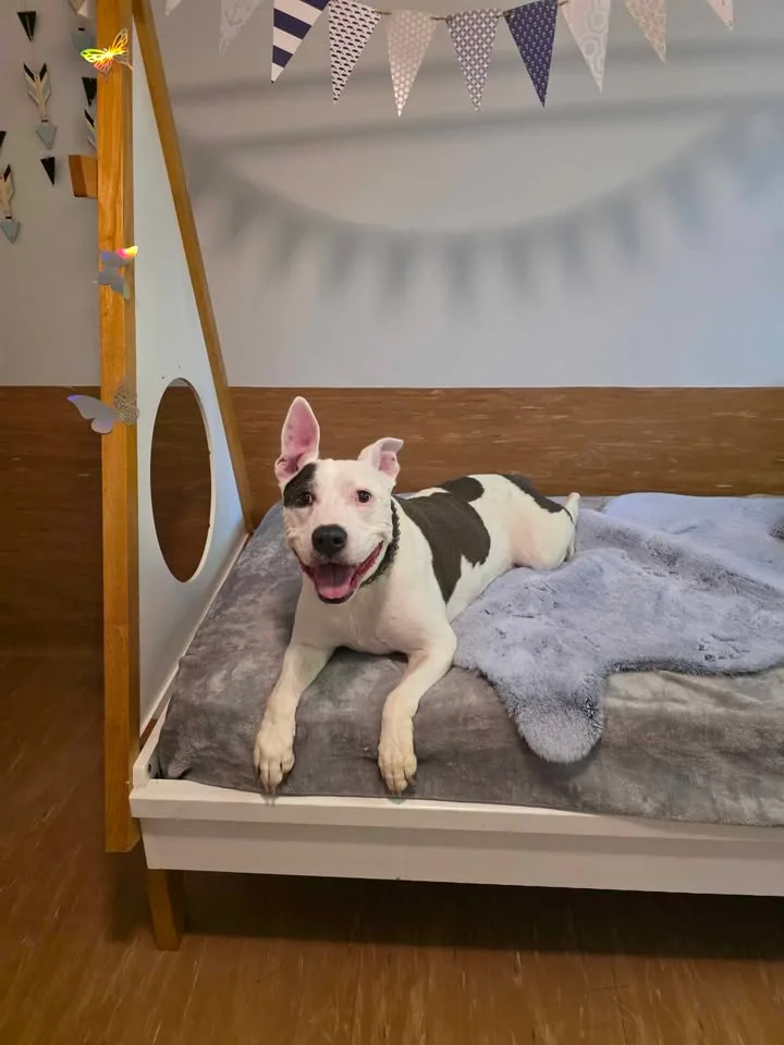 Fetch Pet Stays - Gold Coast pet otel görseli 3