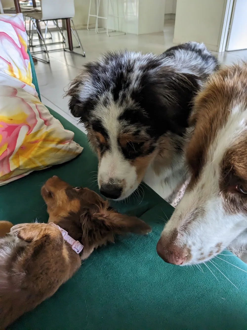 Fur Kids Day Care - Gold Coast pet otel görseli 2