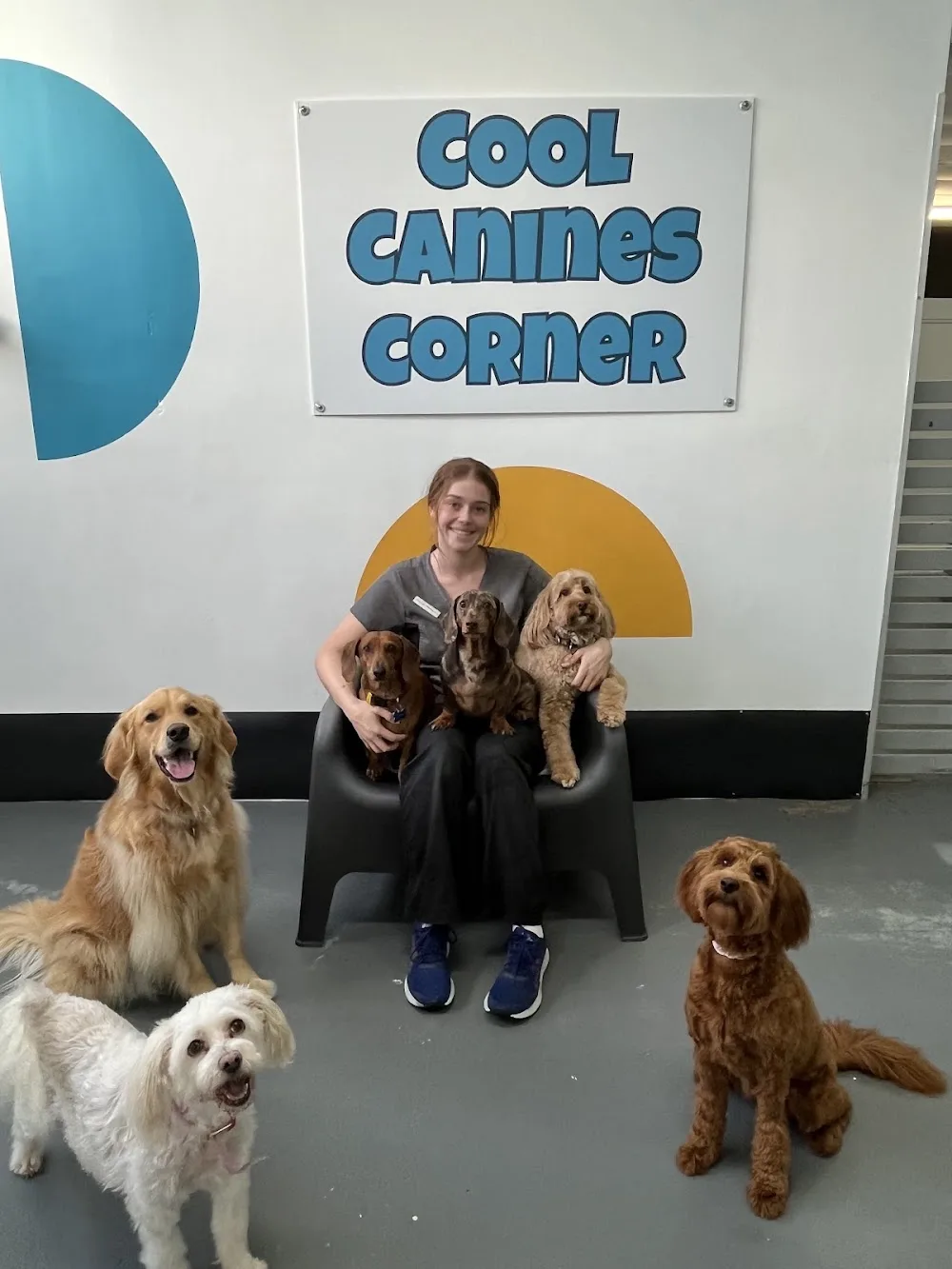 Gold Coast Doggy Daycare - Gold Coast pet otel görseli 3