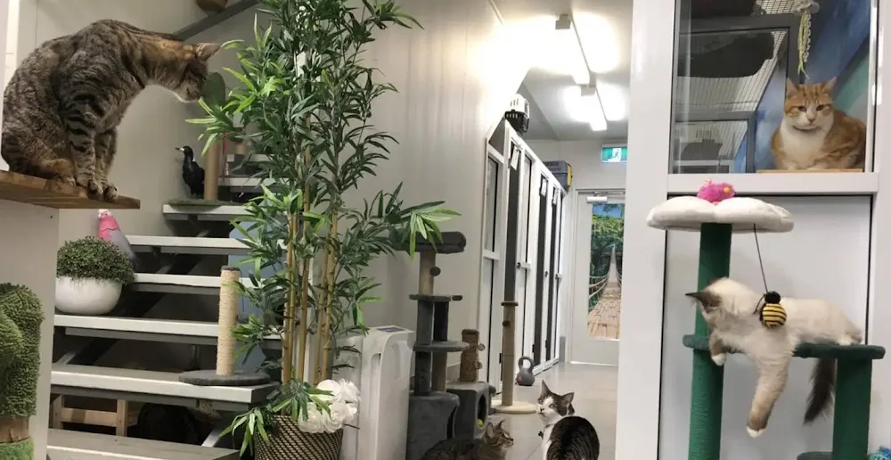 Kitty Kat Sleepover - Gold Coast pet otel görseli 2