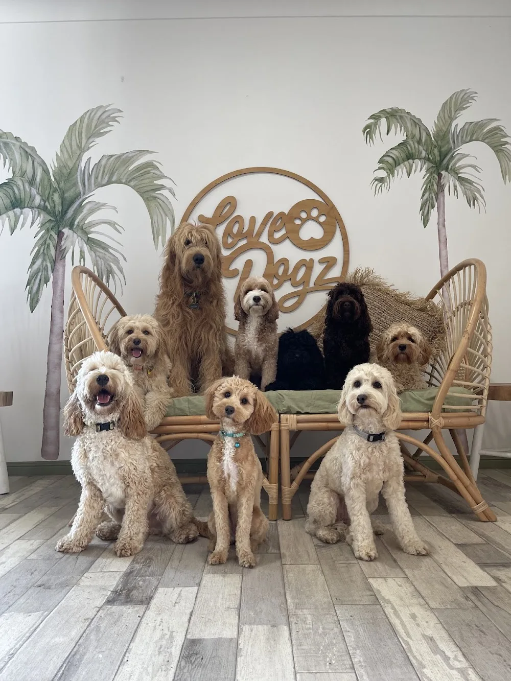 Love Dogz - Gold Coast pet otel görseli 3