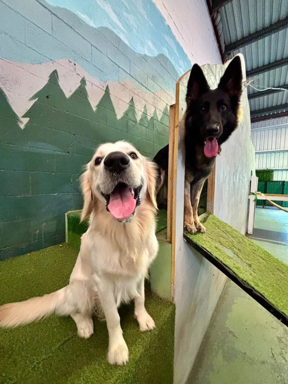 Pawesome Academy Doggy Day Care and Training - Gold Coast pet otel görseli 2