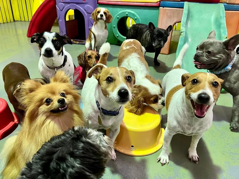 Pawesome Academy Doggy Day Care and Training - Gold Coast pet otel görseli 5