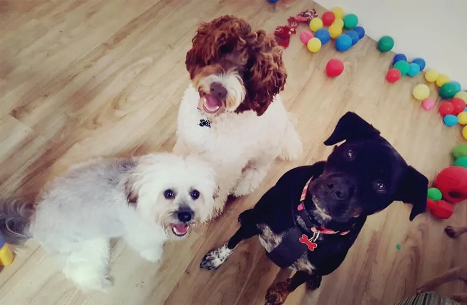 pDOG Lifestyle Centre - Gold Coast pet otel görseli 2