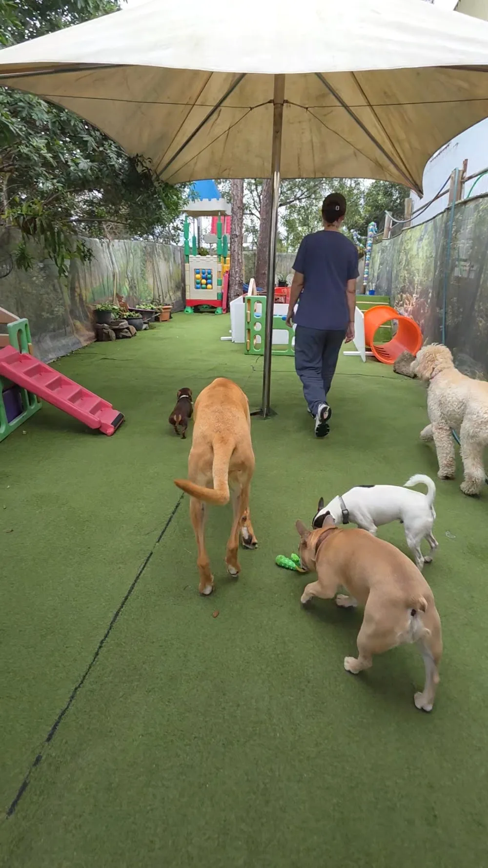 pDOG Lifestyle Centre - Gold Coast pet otel görseli 5