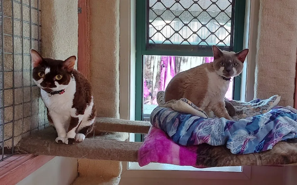 Purrlazzo Cattery - Gold Coast pet otel görseli 2