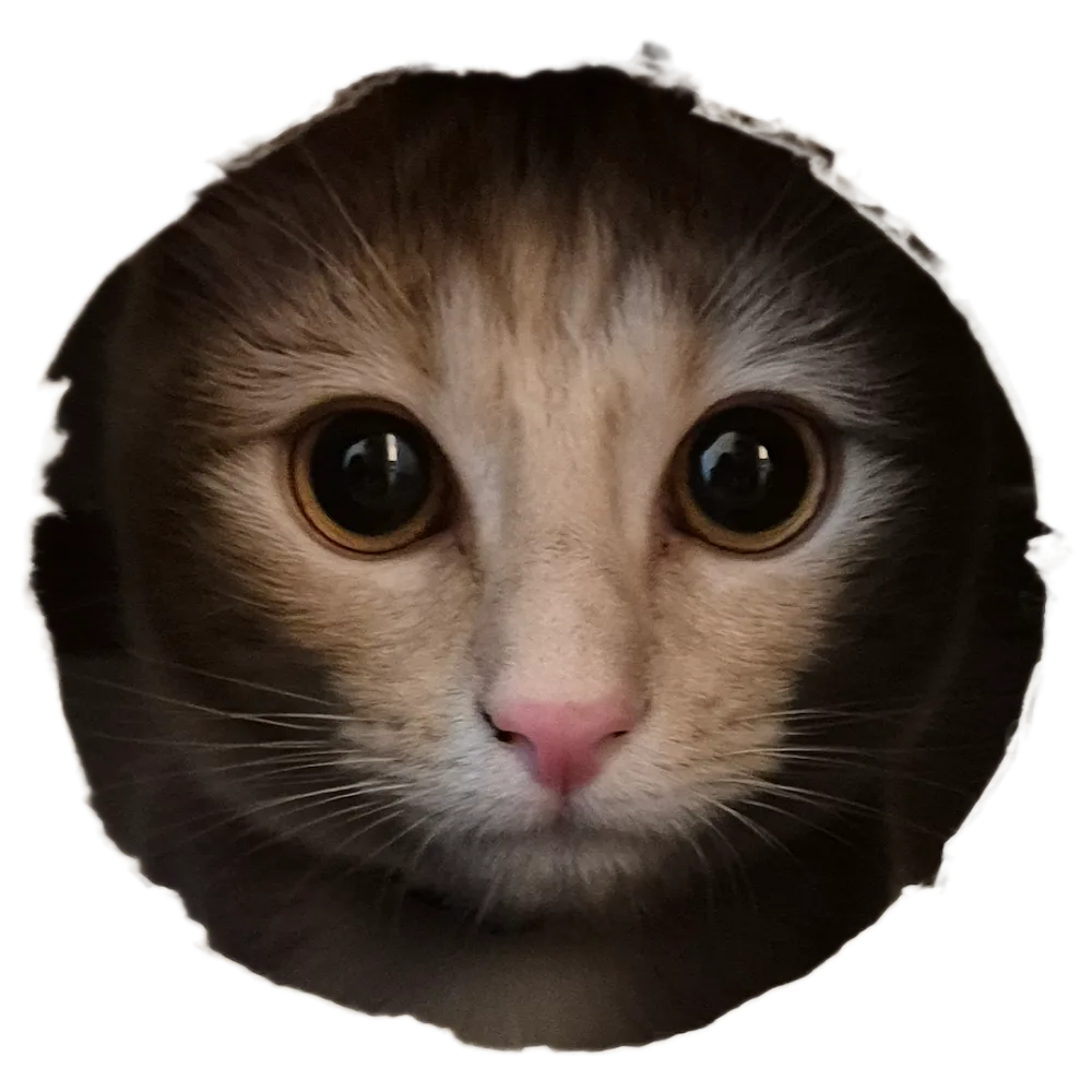 Simply Cat Enclosures | Cat Enclosures Gold Coast & Brisbane - Gold Coast pet otel görseli 4