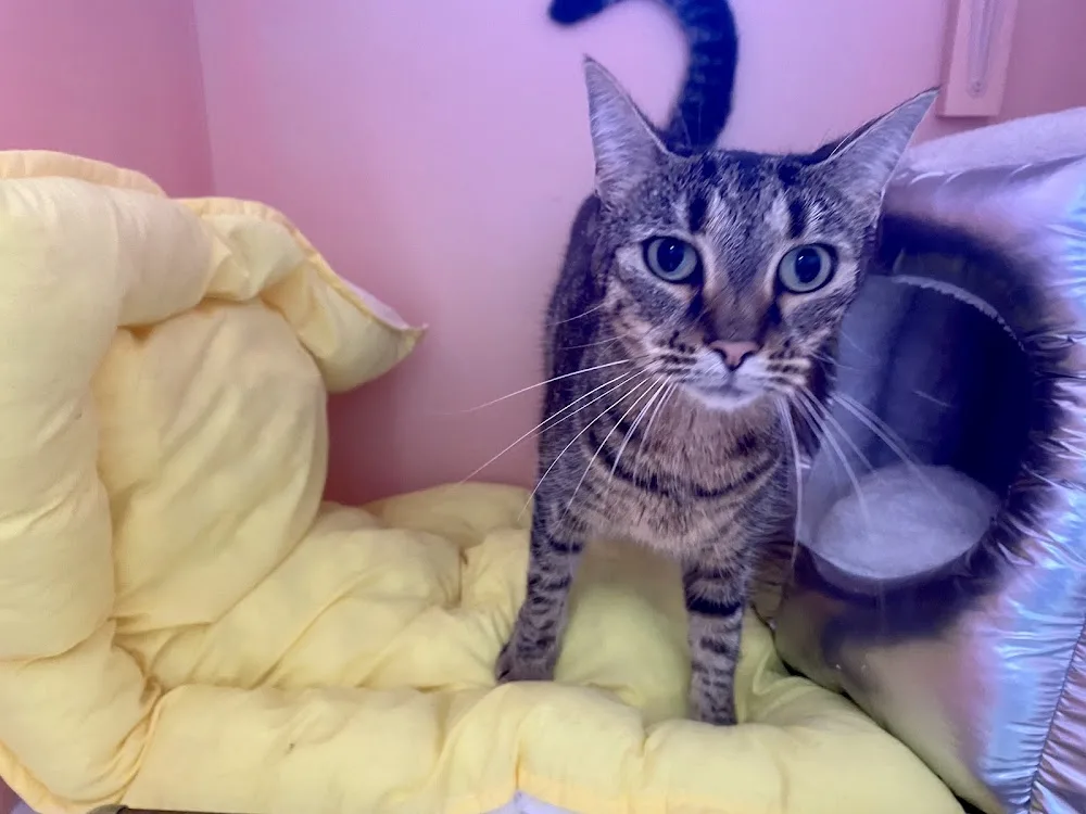 Simply Purrfect - Boarding Cattery Gold Coast - Gold Coast pet otel görseli 2