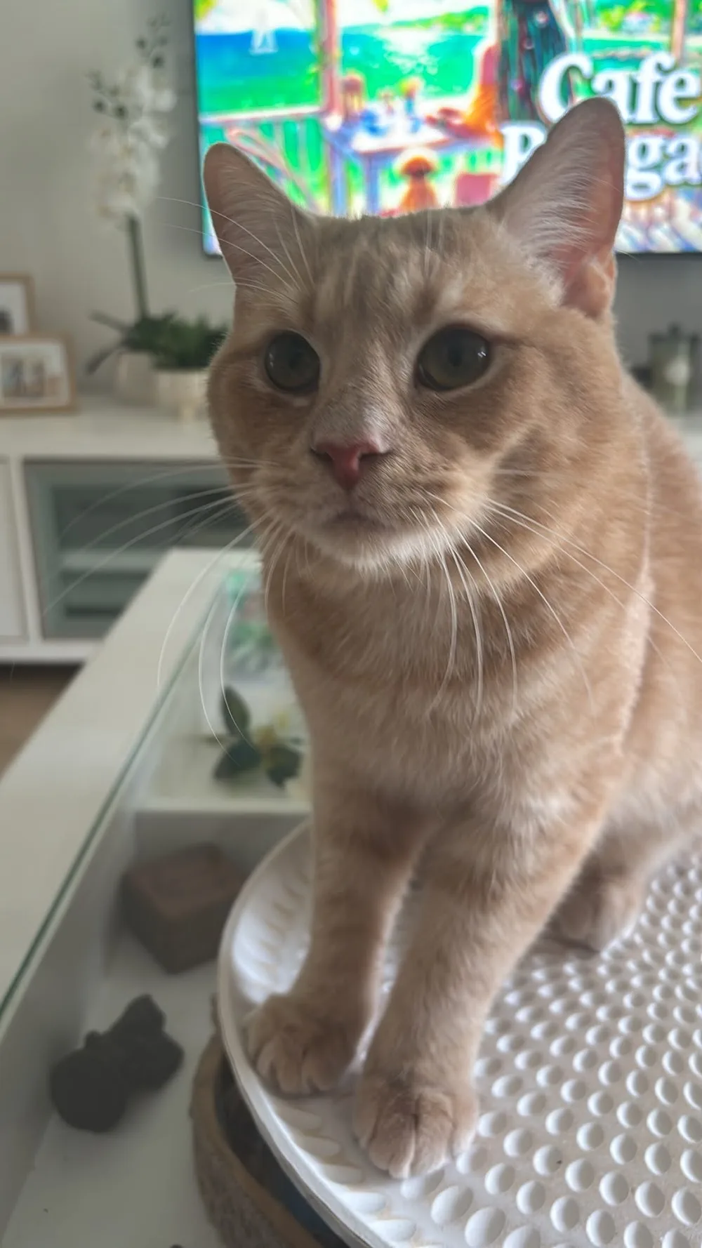 Simply Purrfect - Boarding Cattery Gold Coast - Gold Coast pet otel görseli 3