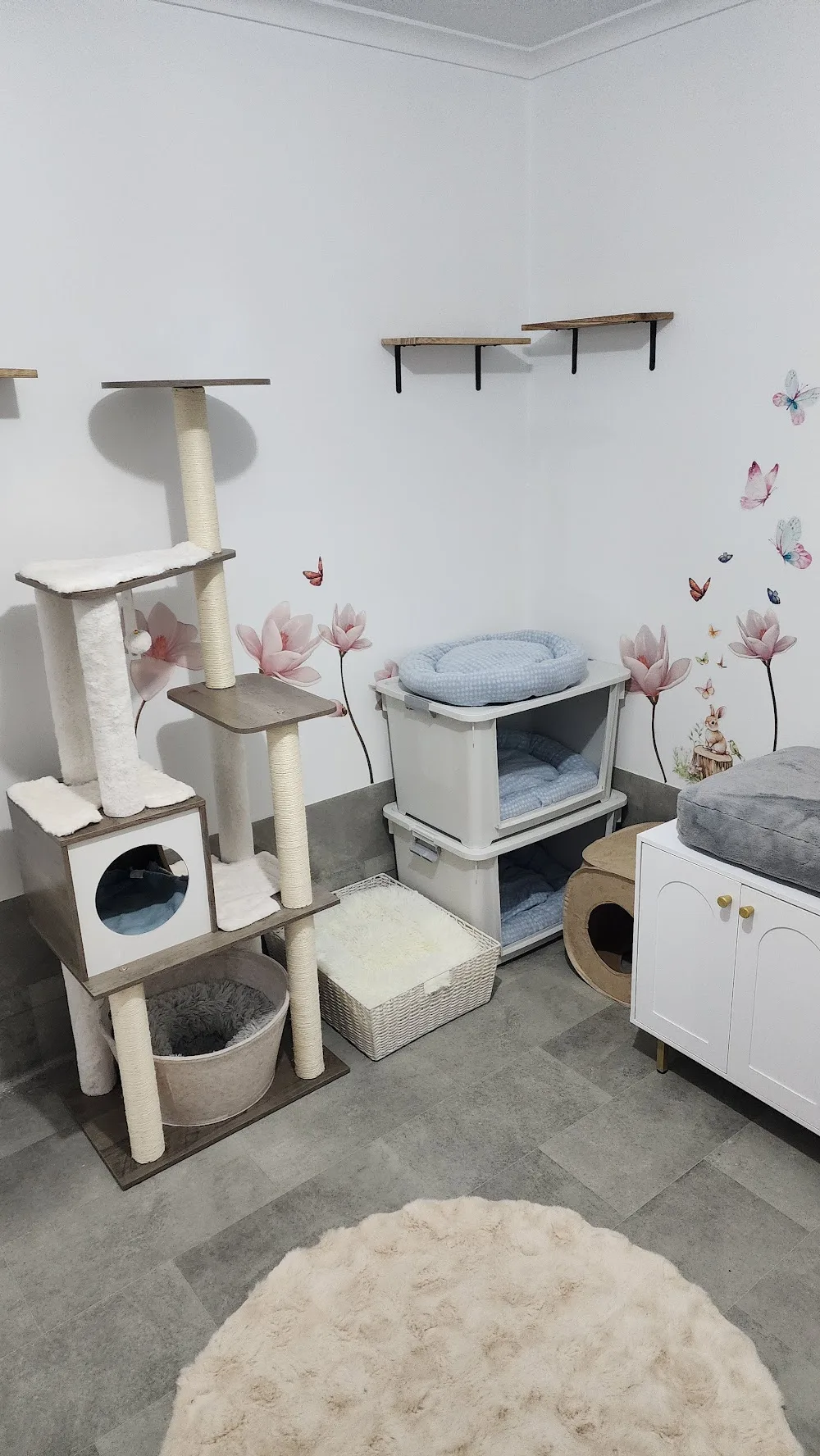 Whiskers Wonderland Cattery accommodation - Gold Coast pet otel görseli 3