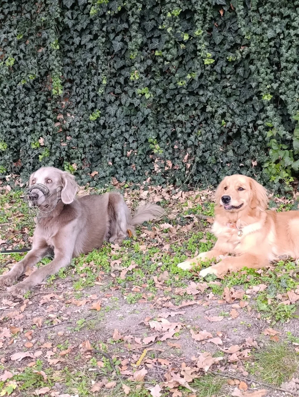 Der Hundeflo-Trainerin Andrea Mitterhauser (Weinviertel) - Göllersdorf pet otel görseli 2